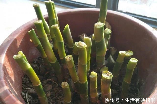 10种花,春天不能晒,躲屋里最安全!10种花,春天不能晒,躲屋里最安全!