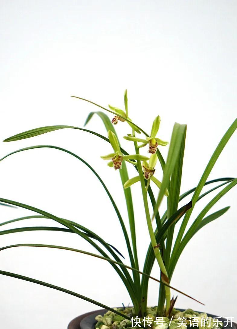 有经验的花友,都会按照4步走,总能挑出上品来,还养得超级棒