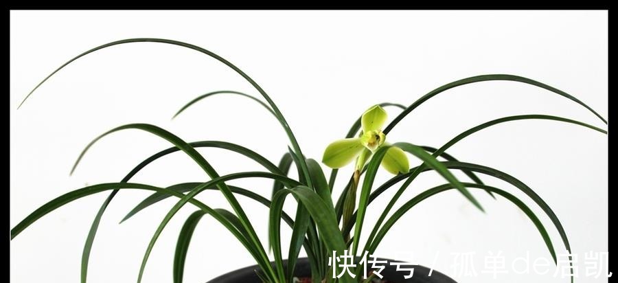 雨水|夏天养兰花,要注意五点要素,难养的品种也可以驾驭好