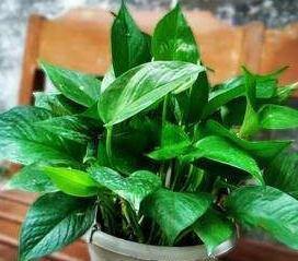 想要绿萝长得好,只需浇5种水,不施肥就能轻松长爆盆