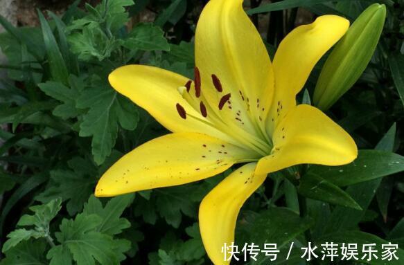 百合|家中养盆“黄百合”花语财富与高贵,花美色艳,养上一盆值了