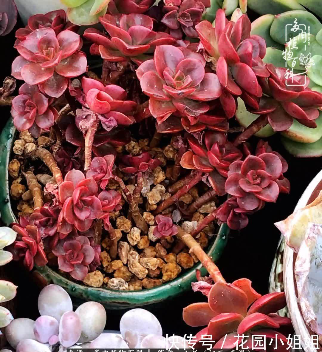 我的多肉宝宝美图，愿能给大家带来一丝轻松与愉悦！