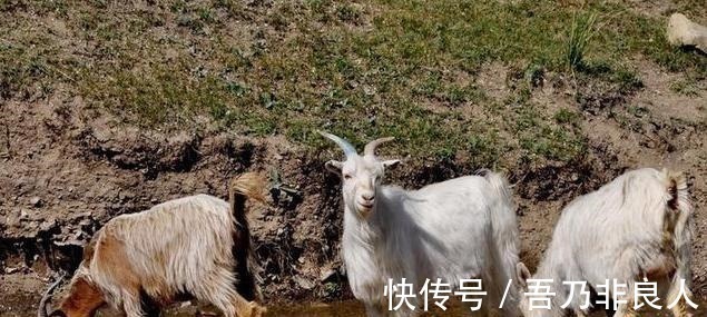 杨贵妃&盛世大唐最喜欢吃羊肉的朝代,到头来,又被“羊肉”给吃了!