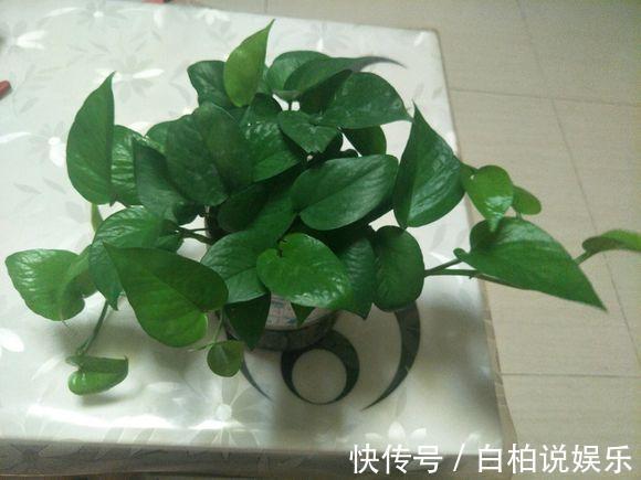 天冷|给4种花“吃醋”，30天浇“1斤”，枝叶乱窜，天冷一样长！
