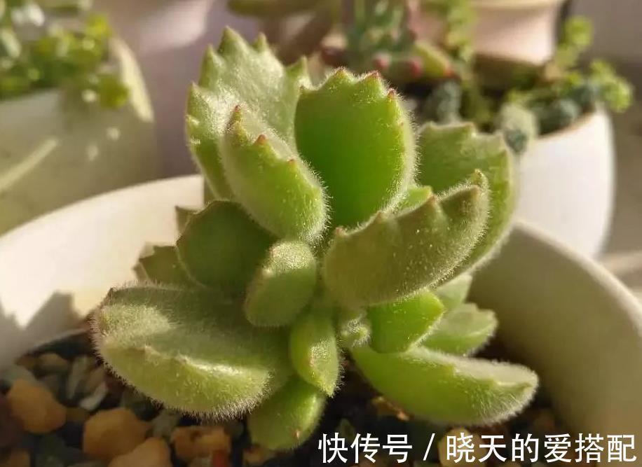 童子|养毛绒绒多肉熊童子,做到这4点,不掉叶,呼呼长爆盆
