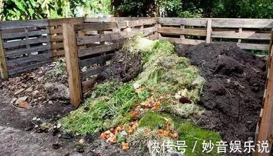 养花不用买肥料,4种''生活垃圾''一处理,盆栽开花又大又漂亮