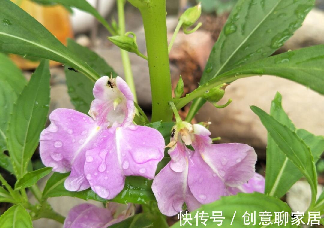 凤仙花|10种花开完不要剪，等20天之后，1盆变多盆