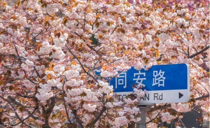 我国曾经轰动一时的樱花小镇，花下巨资打造，如今怎么了