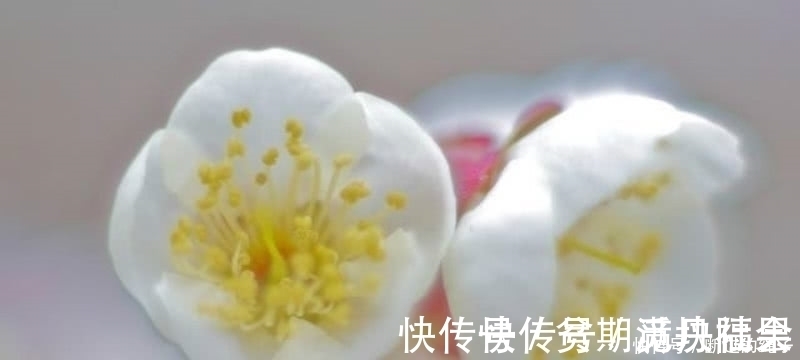 卜算子.咏梅$宋词里一首经典的咏梅词,雪似梅花,梅花似雪,借用梅花表达相思