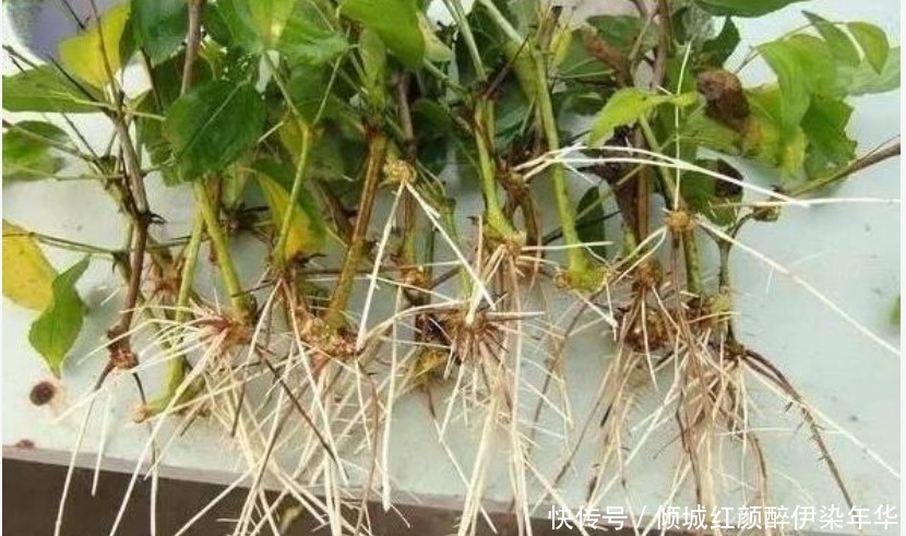 “生根水”不用买家里就有好几种 ,比买的更好用,白根蹭蹭长