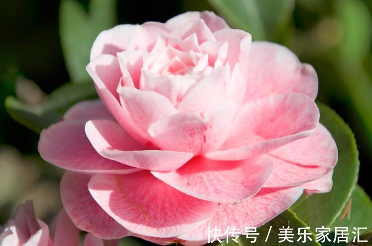 山茶花怕这4件事，学会这些基础知识，轻轻松松能养好