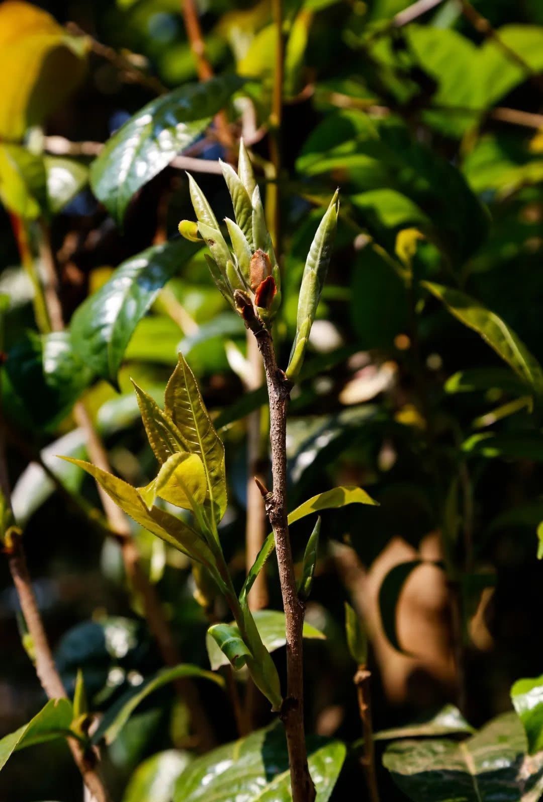 茶树|野茶到底是什么茶?你喝到的可能根本不是茶