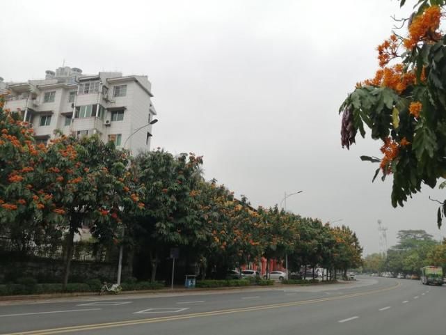 南宁又一条“花路”！听说看了这些花，可以忘却烦恼，无忧无虑哦