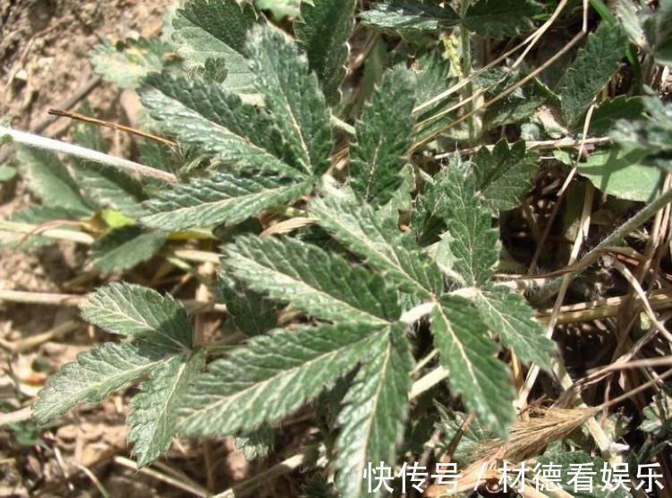 以前是农村娃的零食,埋在泥土里的鸡腿,