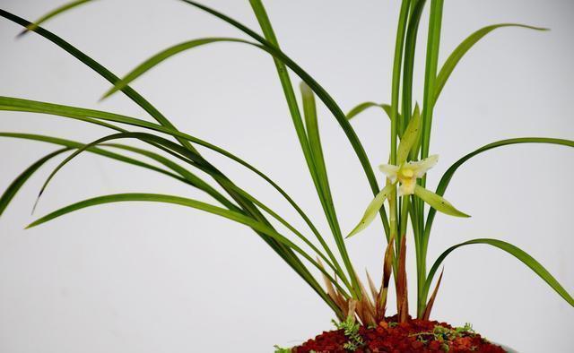 养殖|养兰花需要知识,经验,实践,试着享受这个过程,养出好兰花