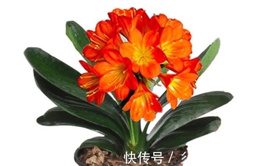 开花期|室内养兰花和君子兰，怎样让花箭窜得高？三个方法简单实用