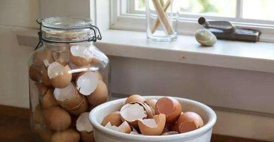 冬季养三角梅,2种肥扔盆里,剪几刀,叶片茂盛,开花爆盆