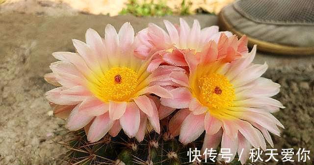 仙人球开花,真的“美翻了”,看一眼就会爱上它