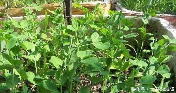 子宫污血|女人来月经时,5种食物不妨多吃,排出子宫污血,还能悄悄瘦身