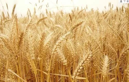我国最早的粮食作物是粟而不是小麦,距今