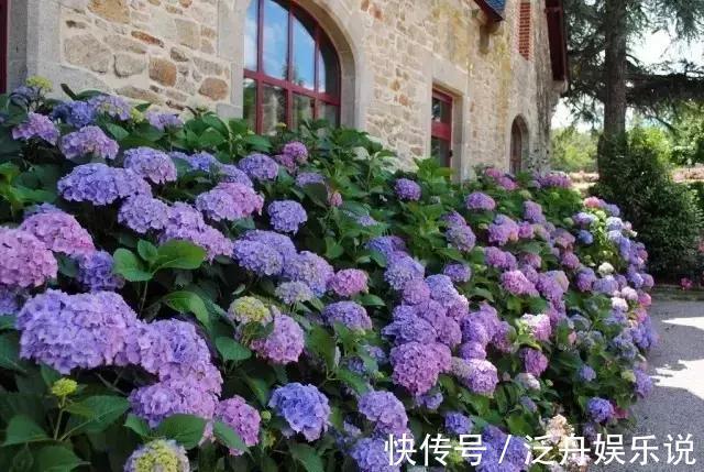 托盘|3种花太贵，别再买了，剪几个枝就能扦插几十盆！