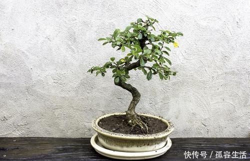 档次|养花不如养盆景，3个套路，把花养成“裸根盆景”，提升档次