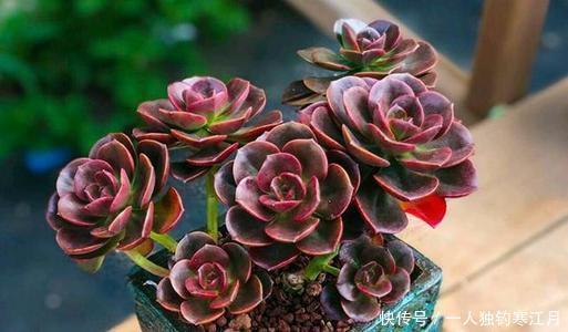 冬天养多肉植物,从2个方面下手,叶子肥嘟嘟,呆萌又可爱