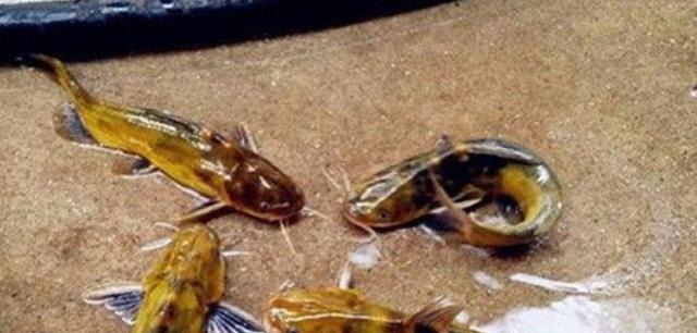 别再七想八想，“征服”黄颡鱼就得用这钓法，不料刚一下竿就有口！