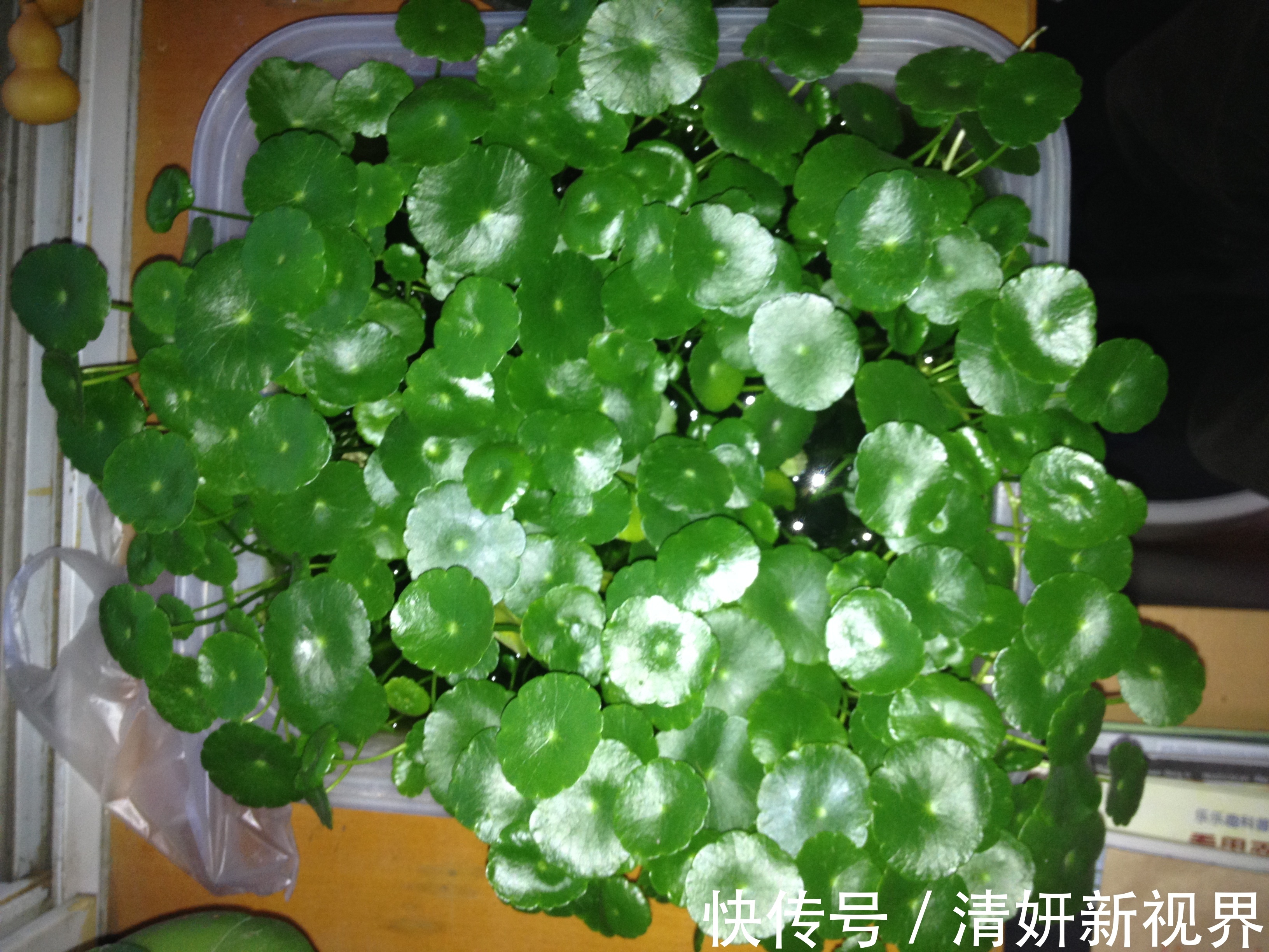 夏天|到了夏天，5种花喜水，越浇越旺，轻松长满盆，第2种开花漂亮