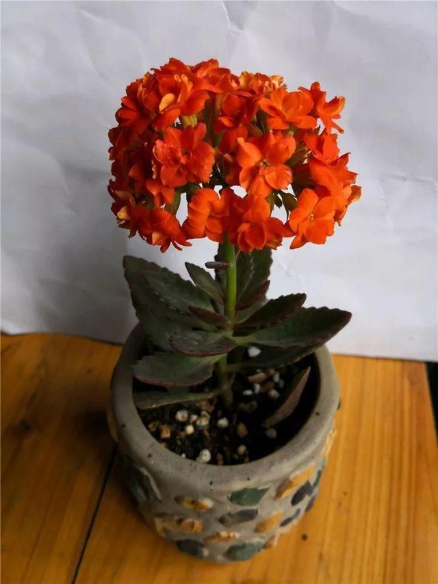 养长寿花“咔嚓”几下,开花就像“棒棒糖”,养2年变“老桩”