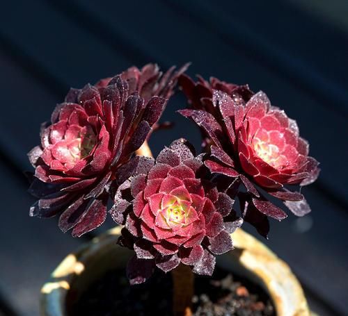 养多肉法师，做好这些事，不黑腐化水，长成老桩霸气十足