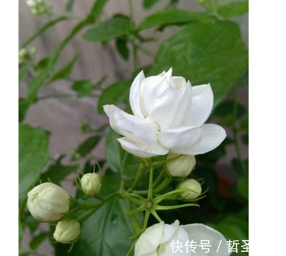 牛粪|茉莉花盆里埋了1宝贝,没见过一次开花那么多,还那么勤开花!