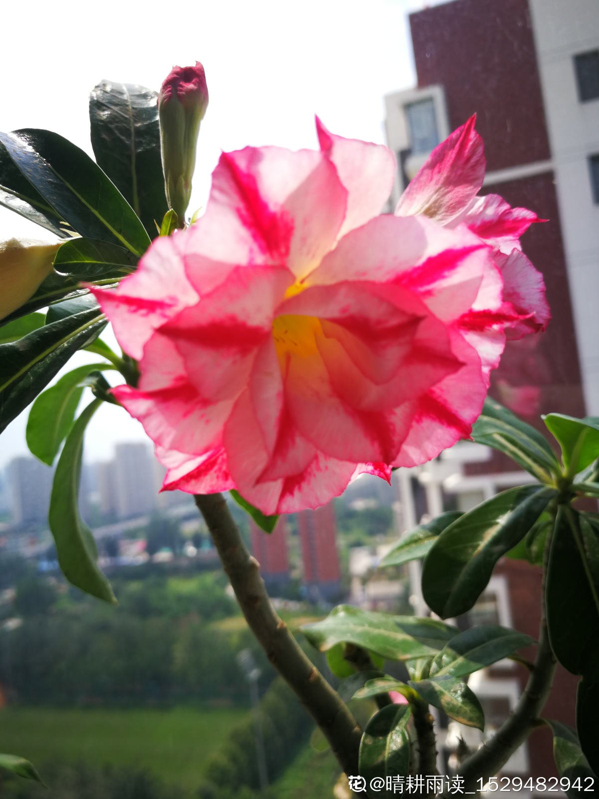 鸡蛋花|8月开得最好的9种花，养了就能开，做8月最靓的花