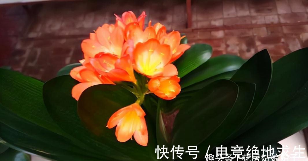 植料|君子兰养好养坏,不光要学会分辨,还要知道养好它的关键在哪里?