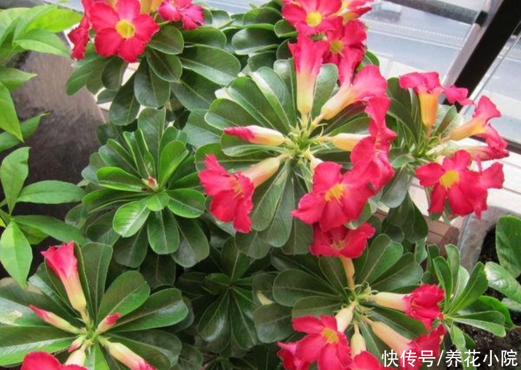 干旱|5种花，不怕热耐干旱，晒晒太阳开花更多