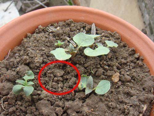 养花别再浇水，花都淹死了！老花匠教你们几招，养什么花都爆盆