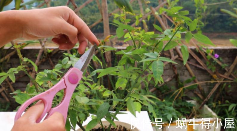 修枝|养花什么时候动手修枝好?遇上这3种情况,早下手早受益