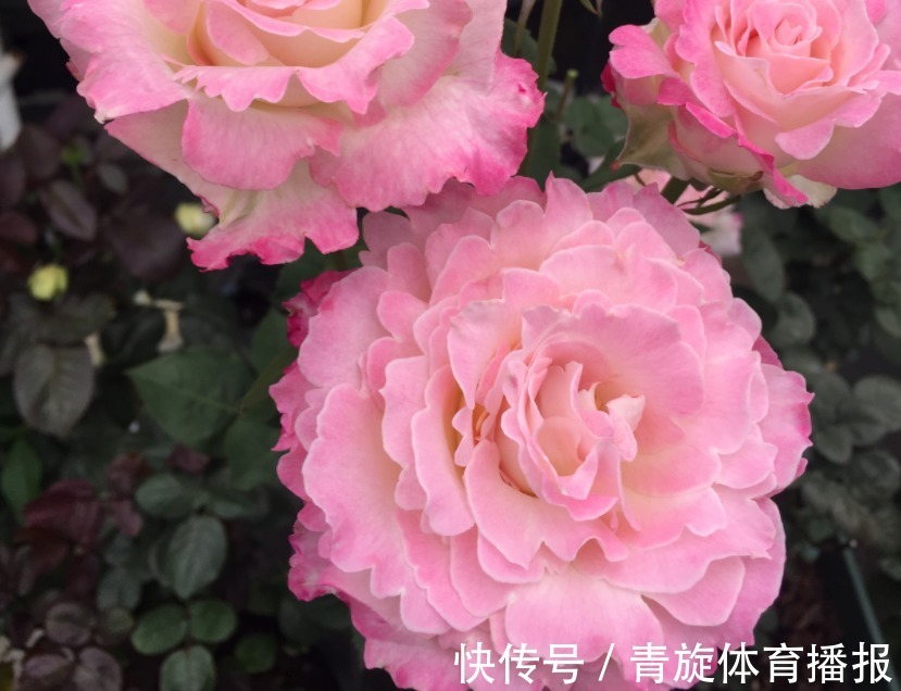 浓香高颜值月季，六翼天使，阳台盆栽抓住4点，分支多开花勤