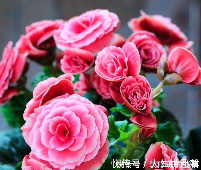 4种花现在养刚刚好,夏天开花很漂亮,给点水就疯长,太好养