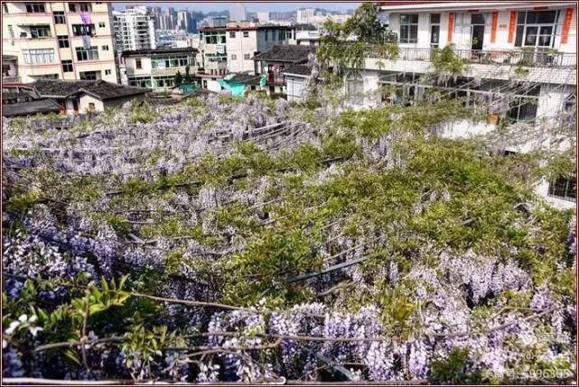 太漂亮了！此花此景在德化这个地方！你知道吗