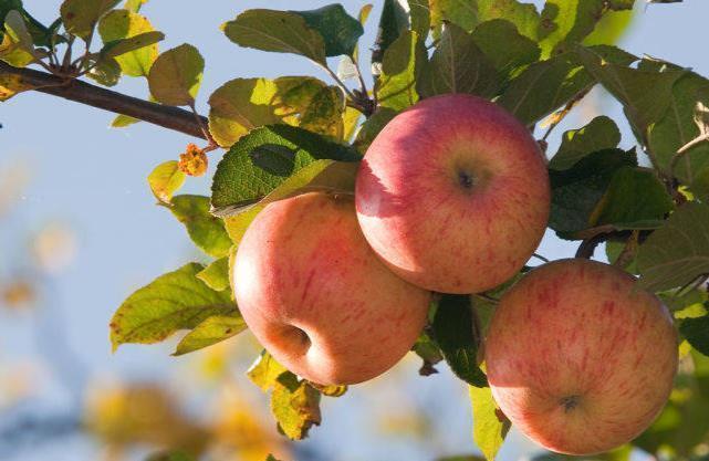 血管|每天吃苹果能降血脂吗北大教授大错特错，真正降血脂的是一事