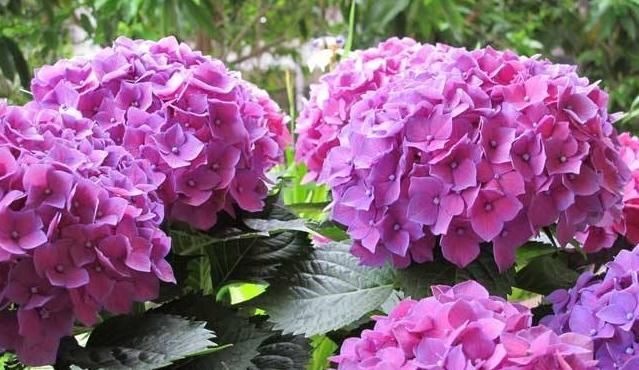 扦插“绣球花”，有几个绝招要记牢，插多少都能生根、存活