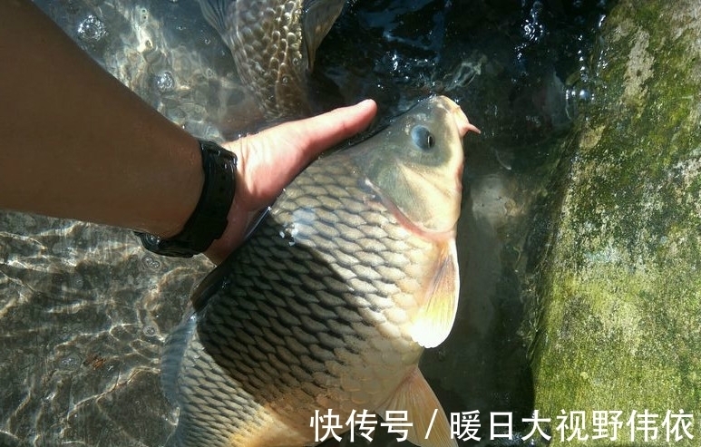 鱼星|窝子里有鱼星,不吃饵,我们可以这样做