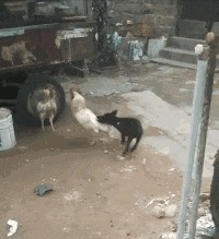 |搞笑GIF：本以为可以瞒天过海 结果还是被发现了