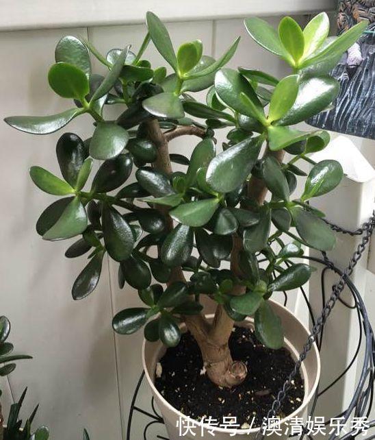 修剪|秋季养3种植物，多“切几刀”才能长新芽，养半年就爆盆