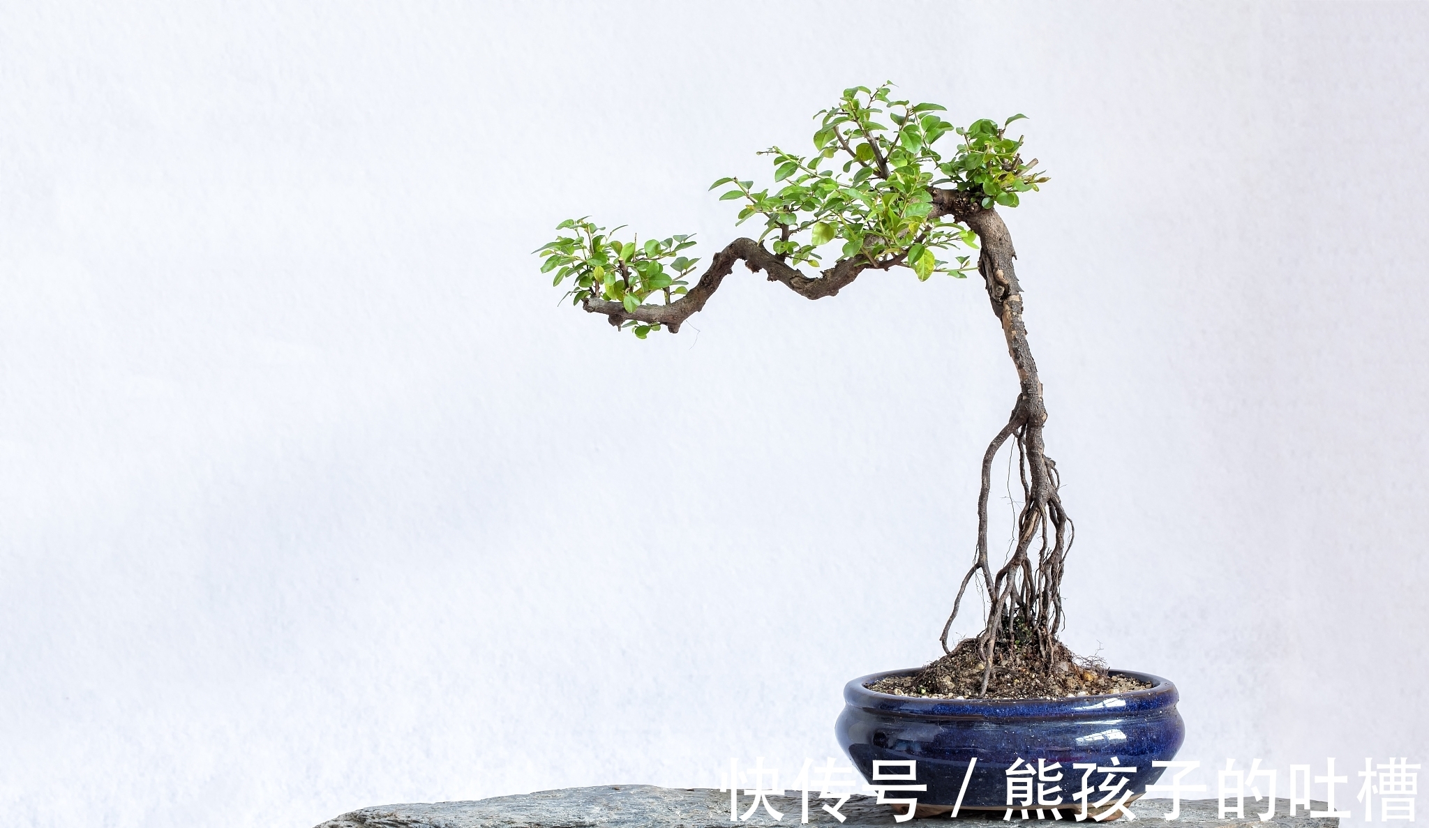 DIY树桩盆景的制作流程和养护事项