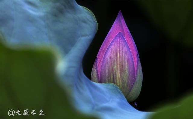 老年|青白江的夏雨荷——夏至错失日环食，怡湖园中观芙蕖