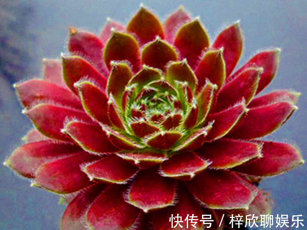 多肉|这些多肉即将进入休眠期，休眠时用对养护方法，可以平安度过夏天