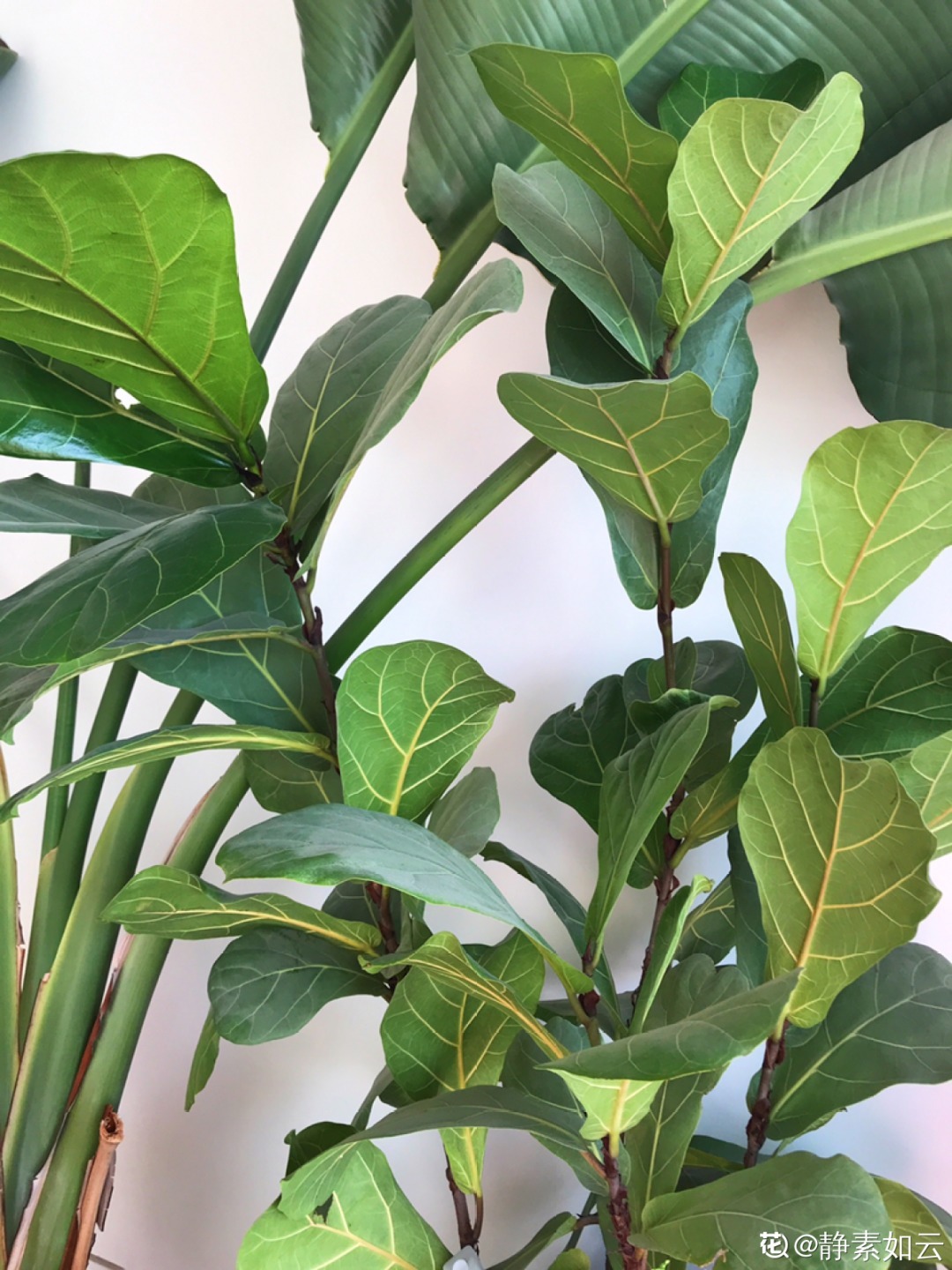 干枯|10种花特怕晒，越晒越黄叶，搬阴凉地儿才能活！