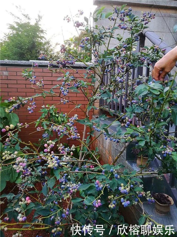 花花|大粗杆插土里,7天生根,当年结果压弯枝,不用买水果了!